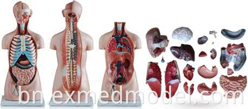 Sexless Human Torso
